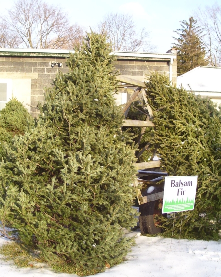 Balsam Fir